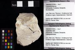 Foto (Objket + Etiketten) von Galatheites zitteli 